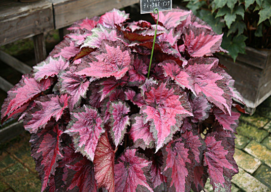 B. ‘Tickled Pink’